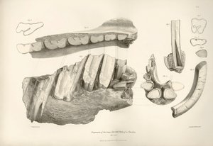 Fragment van kaak en tanden van Toxodon, een prehistorisch dier, gevonden door Charles Darwin nabij Montevideo, Uruguay tijdens zijn ontdekkingsreis aan boord van de Beagle. De Zoologie van de reis van H.M.S. Beagle onder bevel van Kapitein Fitzroy door Unbekannter Künstler