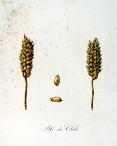 Franse 19e-eeuwse illustratie van korenaren