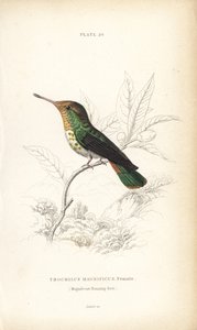 Franje coquette, Lophornis magnificus, vrouwelijk (Magnifieke kolibrie, Trochilus magnificus). Handgekleurde staalgravure door William Lizars uit Sir William Jardine
