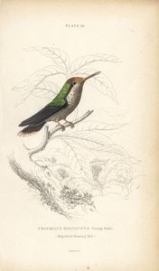 Franje coquette, Lophornis magnificus, jonge man (Magnifieke kolibrie, Trochilus magnificus) - William Jardine