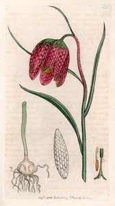 Fritillaria parelhoen of parelhoenei of dambord (Fritillaria meleagris)
