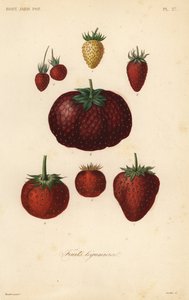 Vruchten, fruits legumieres door Unbekannt