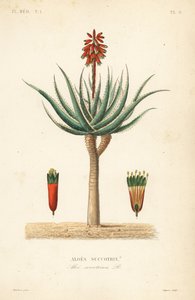 Fynbos aloë, Aloe succotrina, Aloes succotrin door Unbekannt