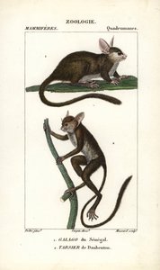 Galago van Senegal en Daubenton