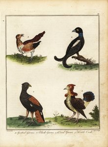 Wildvogels: korhoen, auerhoen, hazelhoen, heidehoen 1792 door Unbekannter Künstler