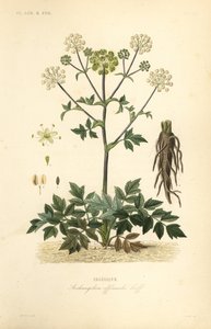 Grote engelwortel of wilde selderij, Angelica archangelica