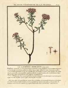 Kransbloem, Daphne cneorum door Unbekannter Künstler