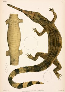 Gharial, Indonesië door Unbekannter Künstler