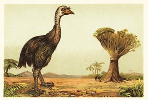 Reuzenmoa en drakenboom, 1908