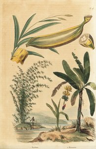 Reuzenstekelige bamboeplant, Bambusa bambos (Bambos arundinacea) en bananenboom met fruit en dwarsdoorsnede, Musa paradisiaca door Unbekannt