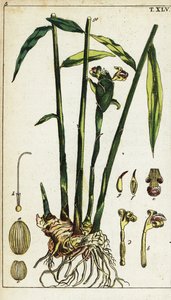 Gemberplant en wortel, Zingiber officinale