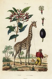 Giraffe, Giraffa camelopardalis, met verzorger en kruidnagelboom, Syzygium aromaticum