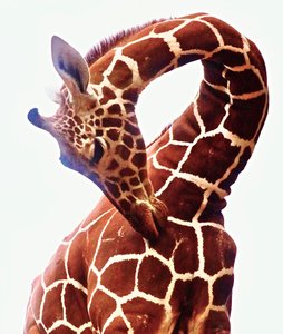 Giraffe, Sarara, 2017 door Unbekannter Künstler