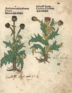 Artisjok, Cynara cardunculus var. scolymus, en wilde distel, Carduus sylvestris door Unbekannter Künstler