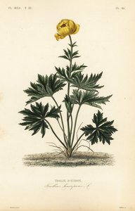 Kogelbloem, Trollius europaeus, Trollie d