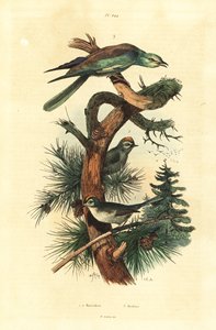 Goudhaantjes, Regulus regulus, en Europese scharrelaar, Coracias garrulus door Unbekannt