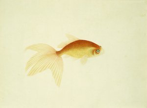 Goudvis