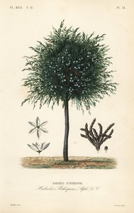 Selimkorrels, Xylopia aethiopica, Habzelia aethiopica door Unbekannt