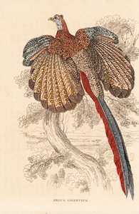 Grote argusfazant, Argusianus argus (Argus giganteus). Handgekleurde lithografie uit Georg Friedrich Treitschke
