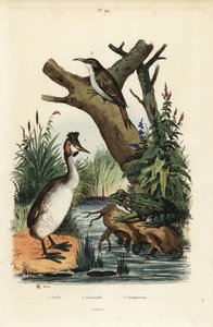 Fuut, Podiceps cristatus, groene kikker, Pelophylax esculentus, en boomkruiper, Certhia familiaris door Unbekannt