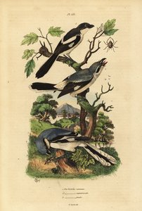 Grote klauwier, Lanius excubitor, grijsrugklauwier, Lanius excubitoroides, en klauwier, Lanius collaris door Unbekannt