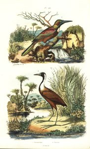 Grote jakamar, Jacamerops aureus, en noordelijke jacana, Jacana spinosa