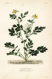 Grote stinkende gouwe
