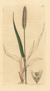Groene vossenstaartgras, Setaria viridis. Handgekleurde kopergravure naar een tekening van James Sowerby voor James Smith