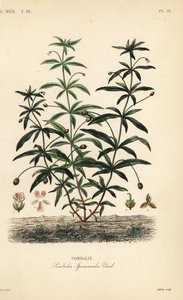Groenviooltje of bochelbloem, Hybanthus calceolaria, Pombalia ipecacuanha, Pombalie