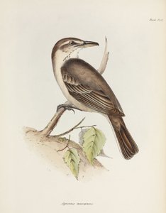 Grijsbuikige klauwier-tiran, ca. 1832-1836 door Unbekannt