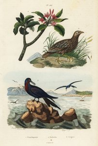 Grijsvleugelpatrijs, Scleroptila afra, grote fregatvogel, Fregata minor, en rode frangipani, Plumeria rubra door Unbekannt