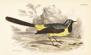 Gele kwikstaart, Motacilla cinerea