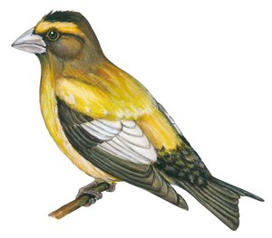 Gros bec errant - Avondroodmus (Coccothraustes vespertinus) door Unbekannter Künstler