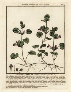 Hondsdraf, Glechoma hederacea door Unbekannter Künstler
