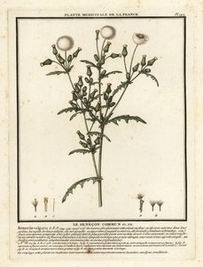 Kruiskruid, Senecio vulgaris door Unbekannter Künstler