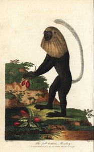Guereza van Angola of Angolese zwart-witte colobe - Angola colobus, Colobus angolensis. Volledige onderkant aap, genoemd naar zijn gelijkenis met een pruik met volledige onderkant. Handgekleurde kopergravure door J. Pass naar een illustratie door Johann Ja