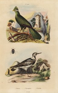 Guinea toerako, Tauraco persa, en Euraziatische draaihals, Jynx torquilla