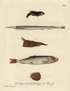Gurnard, Chelidonichthys soorten 1, naaldvis, Belone belone 2, langhoorn koffervis, Lactoria cornuta 3, haring, Clupea harengus 4, en weinig-gespinde kogelvis, Chilomycterus reticulatus 5. Handgekleurde koperplaat gravure naar een illustratie van Johann