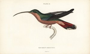 Harige kolibrie, Glaucis hirsutus (Roodborstheremiet, Trochilus hirsutus) - William Jardine