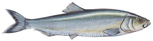 Haring - Atlantische haring (Clupea harengus)
