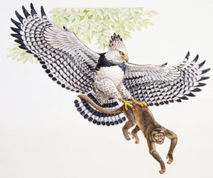 Harpijarend, Harpia harpyja, vangt een kapucijnaap in zijn klauwen