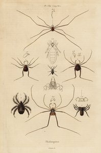 Hooiwagens, oogsters of langpootmuggen, Opiliones soorten door Unbekannt