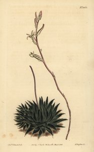 Haworthia pumila of Tulista pumila (Donkerbladige spin aloë, Aloe arachnoides pumila) door Unbekannt