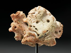 Hoofd van Medusa, uit Bactrië of Gandhara, 2e-1e eeuw v.Chr.