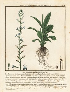 Heide lobelia, Lobelia urens door Unbekannter Künstler