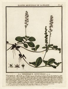 Heideereprijs, Veronica officinalis