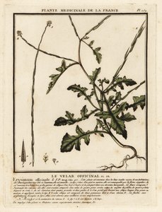 Heggemosterd, Sisymbrium officinale door Unbekannter Künstler