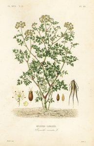 Gevlekte scheerling, Oenanthe crocata, Oenanthe safranee