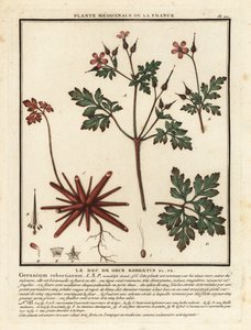 Robertskruid, Geranium robertianum