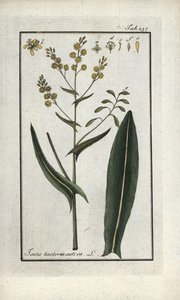 Kruid van St. Philip (Isatis tinctoria sativa). Lithografie uit 